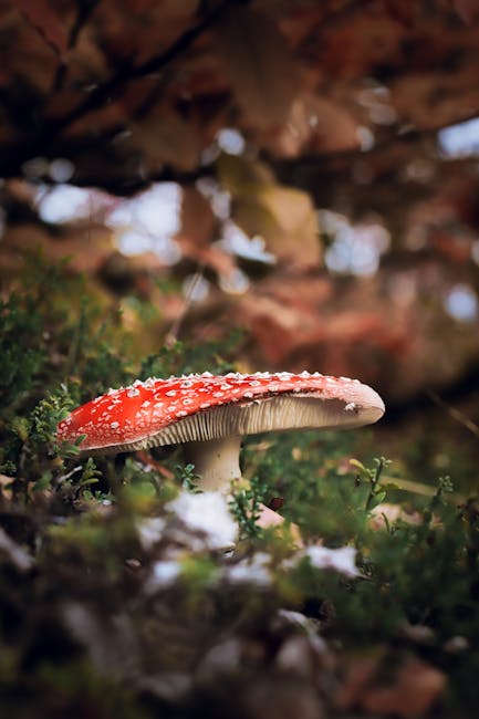 Świadectwo energetyczne w Polsce 2025: Co musisz wiedzieć, aby być na czasie?