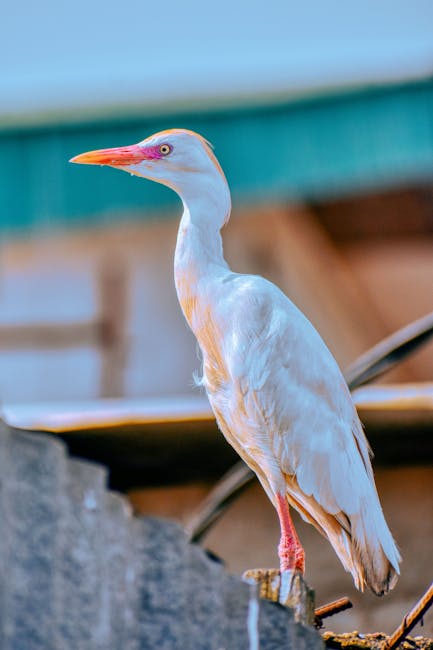 Zaskakujące spotkania z dziką naturą w Olsztynie: Borsuk zamiast jenota