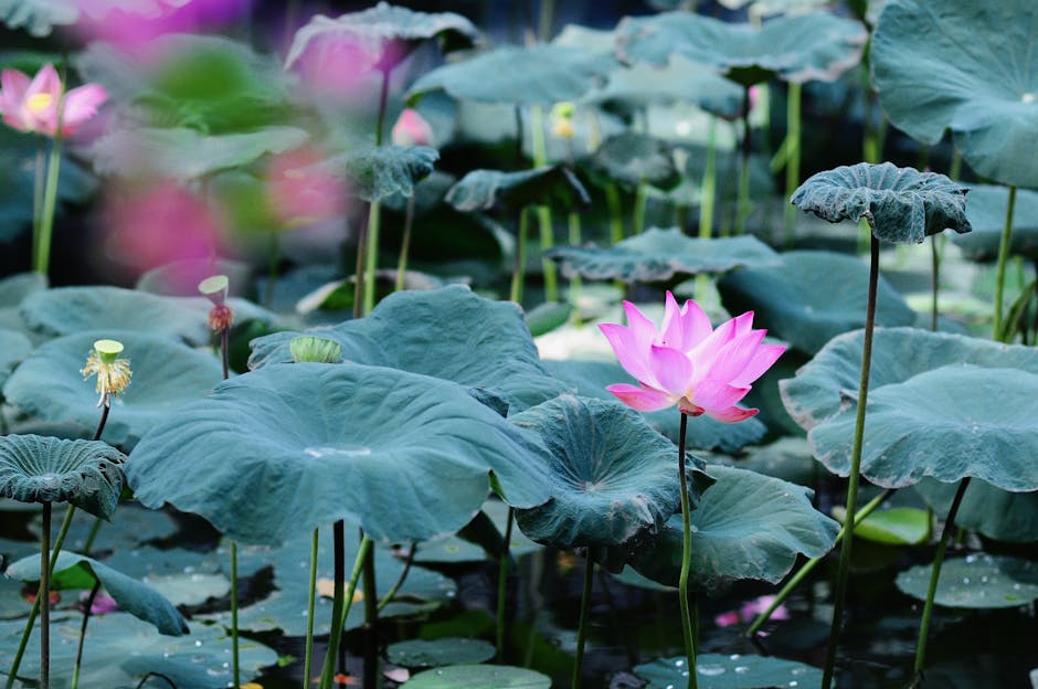 Odeszła najstarsza mieszkanka Olsztynka – Helena Kadej, świadek burzliwej historii