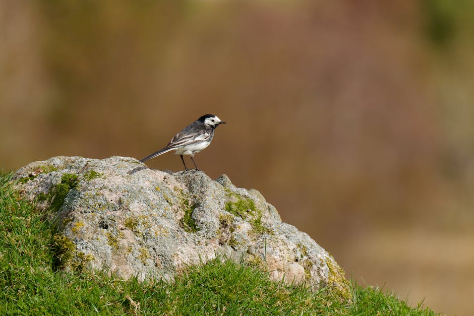 Olsztyn i Gmina Purda: Referendum, które może zmienić granice i przyszłość regionu