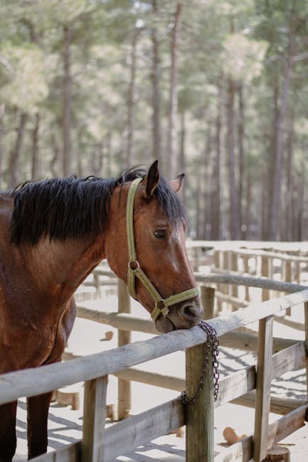 Tragiczne utonięcie 72-latka w przydomowym stawie w Wipsowie – służby bezradne