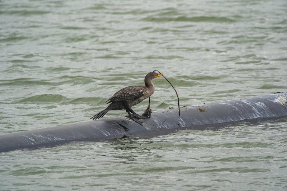 Policyjni wodniacy uratowali ranną sarnę nad rzeką – zwierzę trafiło do weterynarza