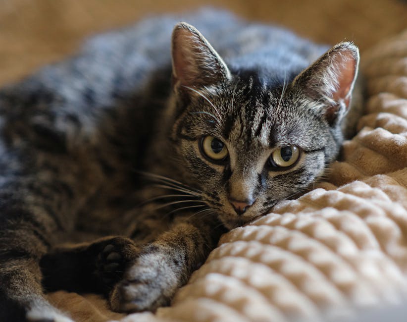 Uwaga na quishing – fałszywe kody QR coraz częściej atakują mieszkańców regionu