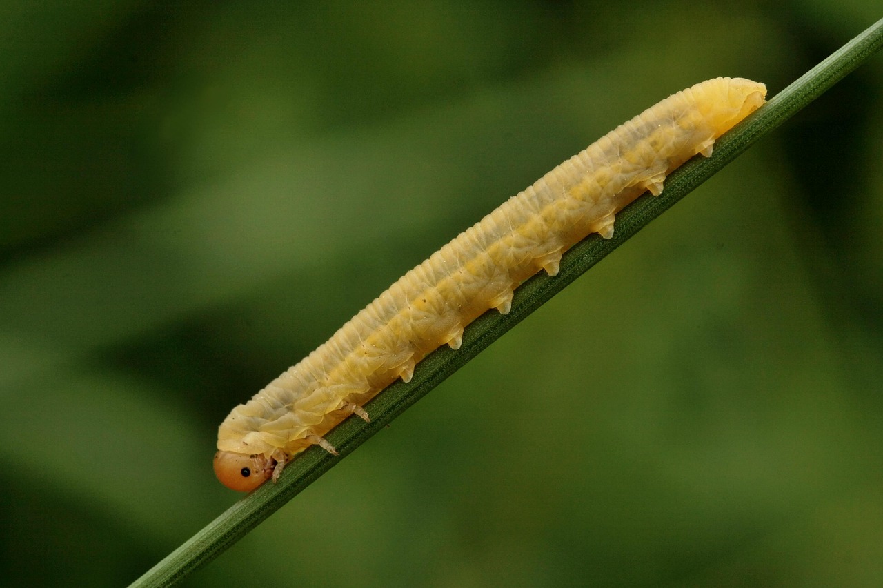 Indykpol AZS odpadł w półfinale TAURON Pucharu Polski po pięciosetowej walce